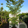 Cornus controversa 25-30 HO draadkluit 250 cm stam