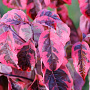 Cornus fl. 'Firebird' 80-100 cm 2,5L