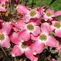 Cornus fl. 'Rutnut' 80-100 cm 20L