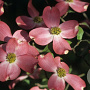 Cornus fl. 'Sweetwater' 125-150 cm 40L struik