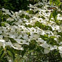 Cornus k. 'National' 175-200 cm draadkluit struik op Stam