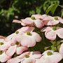 Cornus 'Rutgan' 500-550 cm draadkluit struik
