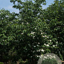 Cornus Stellar Pink 300-350 cm draadkluit struik