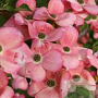Cornus Stellar Pink 500-550 cm draadkluit struik
