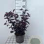 Physocarpus opulif. All Black 25-30 cm 2,0L