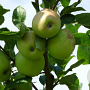 Malus d. 'Greensleeves' 30-35 HO draadkluit 250 cm stam