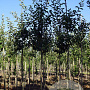 Malus d. Jonagold Highwood 12-14 HO draadkluit