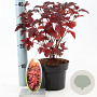 Physocarpus opulif. Little Angel 25-30 cm 2,0L