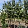 Malus d. Roter Boskoop 18-20 HO draadkluit
