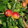 Malus d. 'Sevenummer Striepke' 14-16 HO draadkluit 250 cm stam