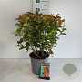 Physocarpus opulif. Magic Ball 50-60 cm 6,5L