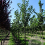 Prunus avium 18-20 HO draadkluit 250 cm stam