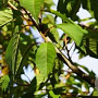 Prunus a. 'John Frost' 20-25 HO draadkluit