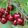 Prunus a. Zeppelin 18-20 HO draadkluit