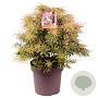Pieris jap. Ralto Rose 50-55 cm 13L