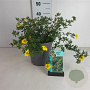 Potentilla f. 'Goldfinger' 30-40 cm 6,5L