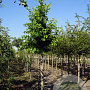 Prunus lusitanica Tico 14-16 HO draadkluit