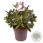 Rhododendron 'Brigitte' 50-60 cm 13L