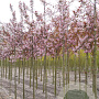 Prunus padus 'Colorata' 12-14 HO draadkluit