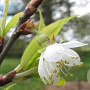 Prunus serrula 'Branklyn' 10-12 HO draadkluit