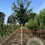 Prunus ser. 'Taihaku' 12-14 HO draadkluit