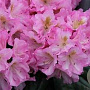 Rhododendron 'Scintillation' 50-60 cm 13L