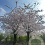 Prunus yedoensis 45-50 HO draadkluit 250 cm stam