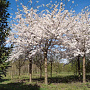 Prunus yedoensis 60-70 HO draadkluit 250 cm stam