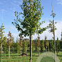 Pyrus pyrifolia 600-700 cm draadkluit meerstammig
