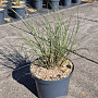 Miscanthus sin. 'Gracillimus' GM 10L