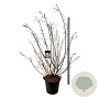 Stachyurus praecox 170-200 cm cont. 55L extra
