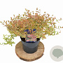Abelia grandifl. Tricolor Charm 25-30 cm 3,0L