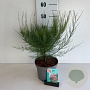 Tamarix tetrandra 40-50 cm 35L