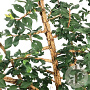 Ulmus minor suberosa 150-175 cm 30L extra