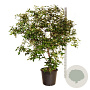 Viburnum burkwoodii 150-175 cm cont. 55L extra