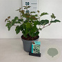Viburnum opulus 40-50 cm 35L