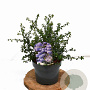 Ceanothus 'Blue Mound' 25-30 cm 3,0L