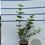 Viburnum opulus 'Roseum' 80-100 cm 7,5L