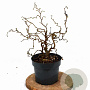 Corylus a. Medusa 30-40 cm 3,0L