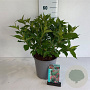 Weigela 'Red Prince' 40-50 cm 6,5L