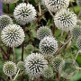 Echinops sphaer. 'Arctic Glow' GM P9
