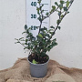 Ilex meserv. 'Blue Princess' 30-40 cm 3,0L