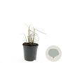 Miscanthus sin. 'Kleine Silbersp.' GM 1.5