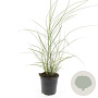 Miscanthus sin. 'Red Chief' GM 1.5