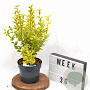 Ligustrum oval. 'Aureum' 30-40 cm 3,0L