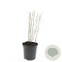 Panicum virgatum 'Heavy Metal' GM 1.5