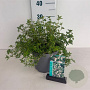 Potentilla fruticosa 'Pink Queen' 25-30 cm 3,5L