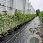 Acer palmatum 175-200 cm 30L