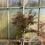 Acer pal. 'Atropurpureum' 150-175 cm 20L