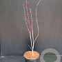 Acer pal. 'Bloodgood' 40-50 cm 5,0L